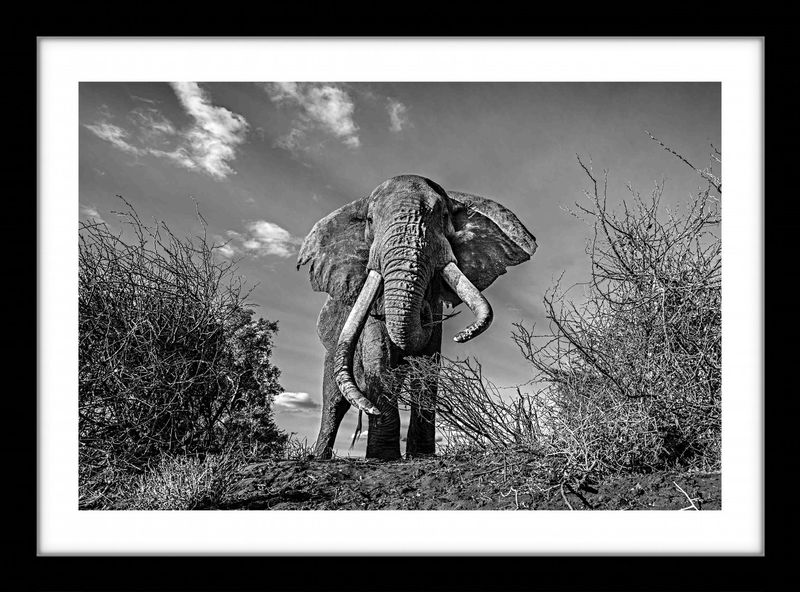 24 x 36 in., edition of 15